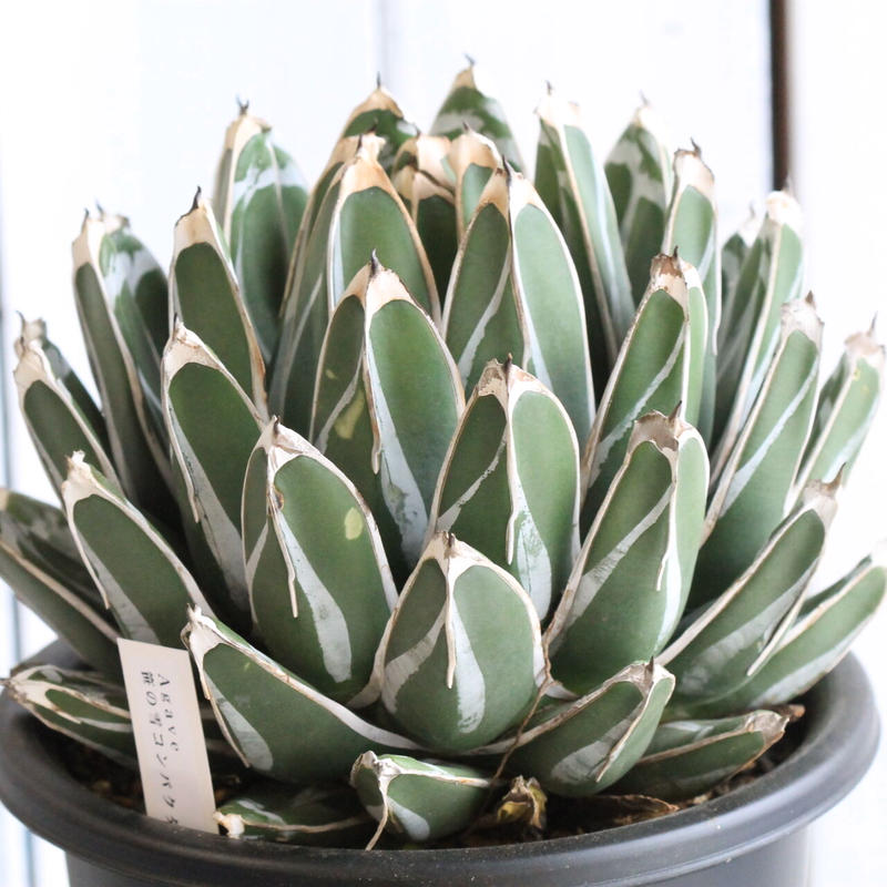 アガベ 笹の雪 コンパクタ Hanayoshi Botanical