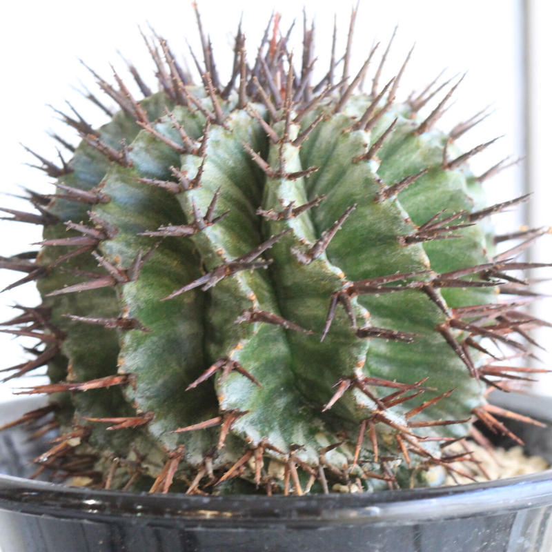 ユーフォルビア ホリダ ストリアータ 実生 選 Hanayoshi Botanical