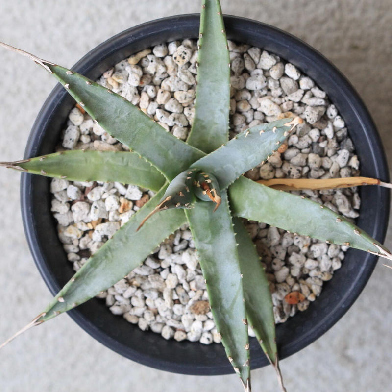 アガベ ユタエンシス エボリスピナ 曲棘 コンパクト 活着株 アガベ 