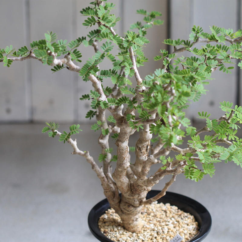 セール30 Off センナメリディオナリス 60 Off Sfsborivali Com