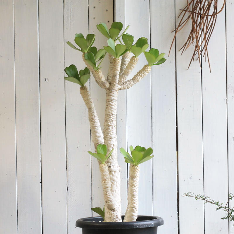 ユーフォルビア・ポイゾニー、アガベの2本セット、引き取り限定‼️