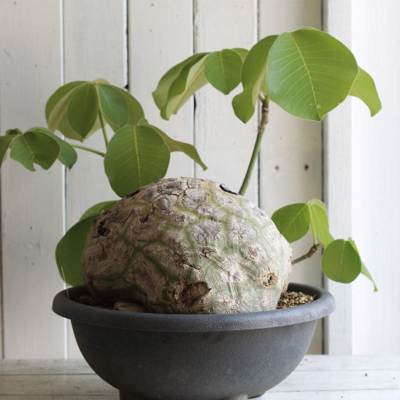 ボンバックス エリプチカム Hanayoshi Botanical