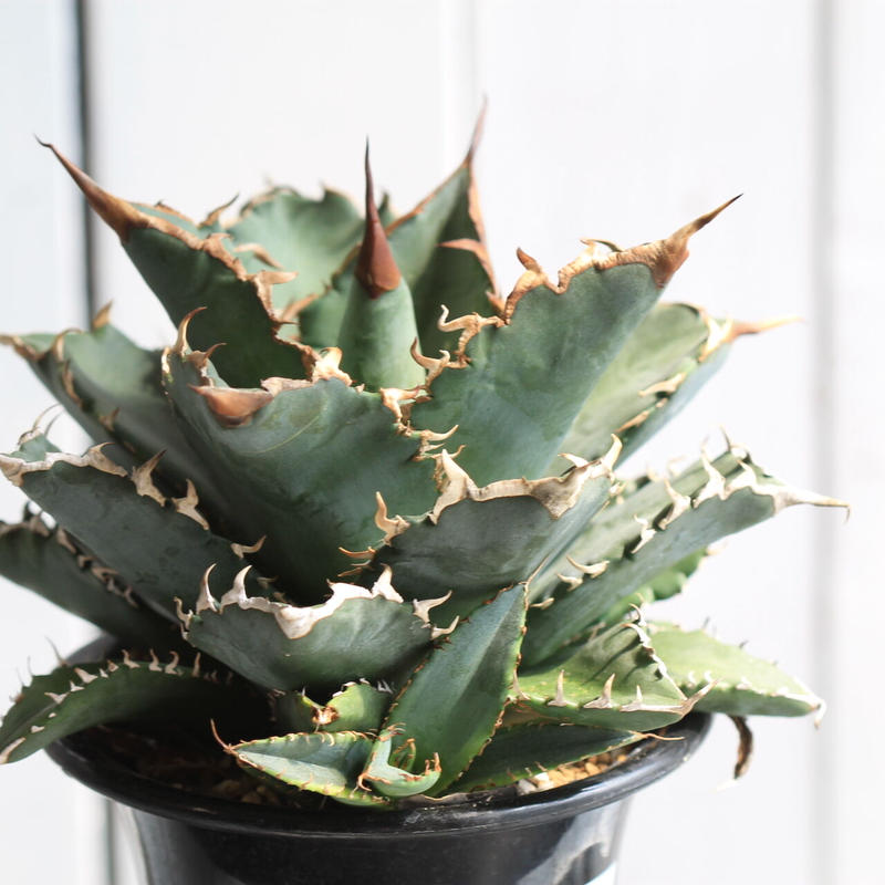 アガベ チタノタ 仁王冠 白鯨 姫厳龍