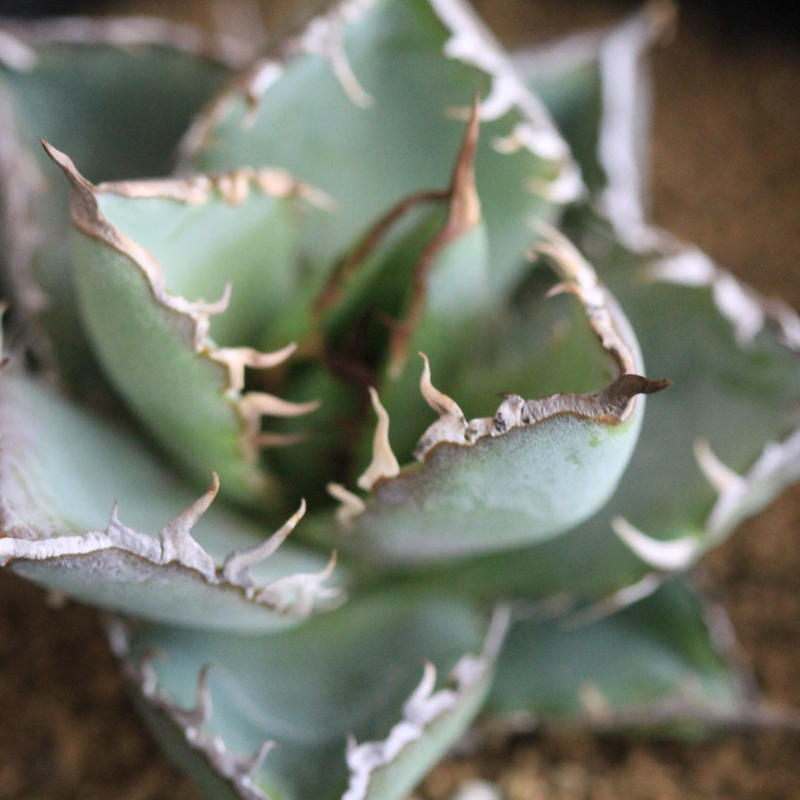 Agave チタノータ フィリグリー クリステッド Hanayoshi Botanical