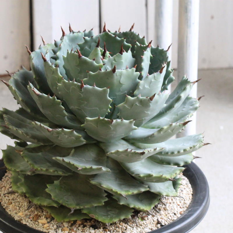 アガベ　雷帝甲蟹怪獣 雷帝甲蟹怪獣 #アガベ #Agave #パキポディウム #Pachypodium