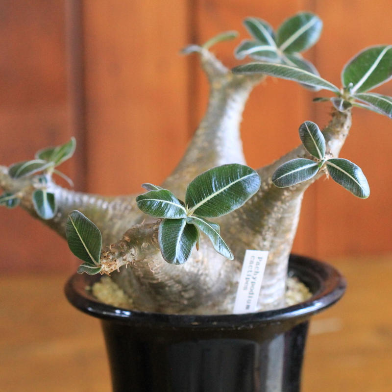 花芽あり 多頭 パキポディウム カクチペス PACHYPODIUM cactipes 4号鉢