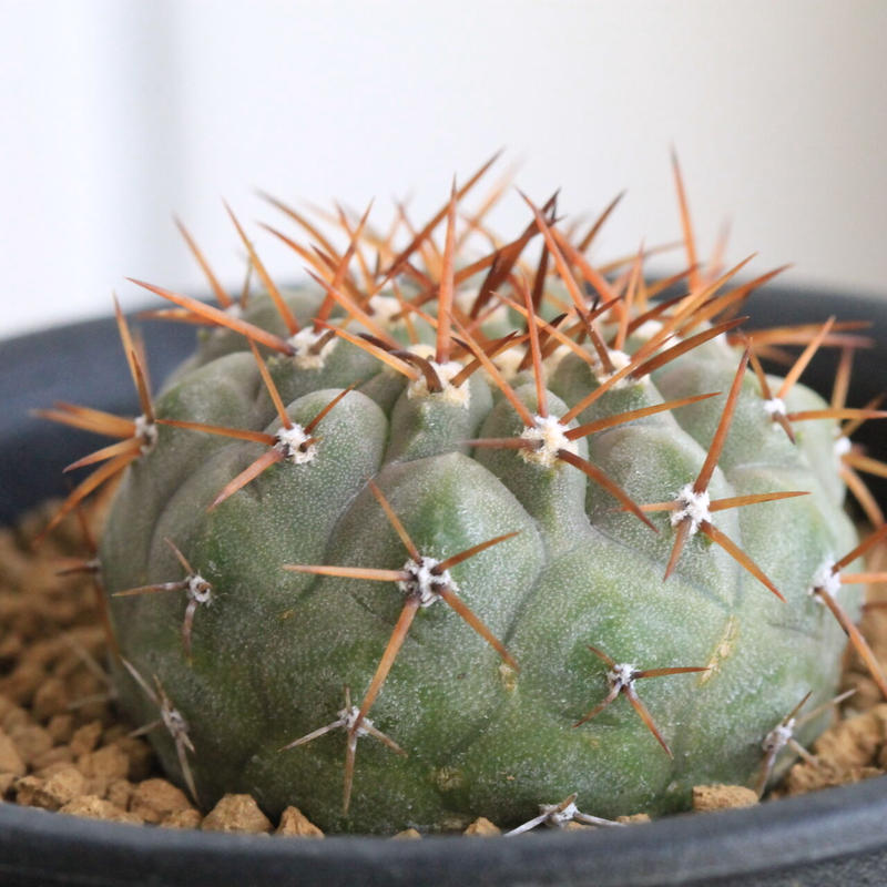 安価 実生特大 コピアポア・コルムナアルバ 孤竜（検 アガベ