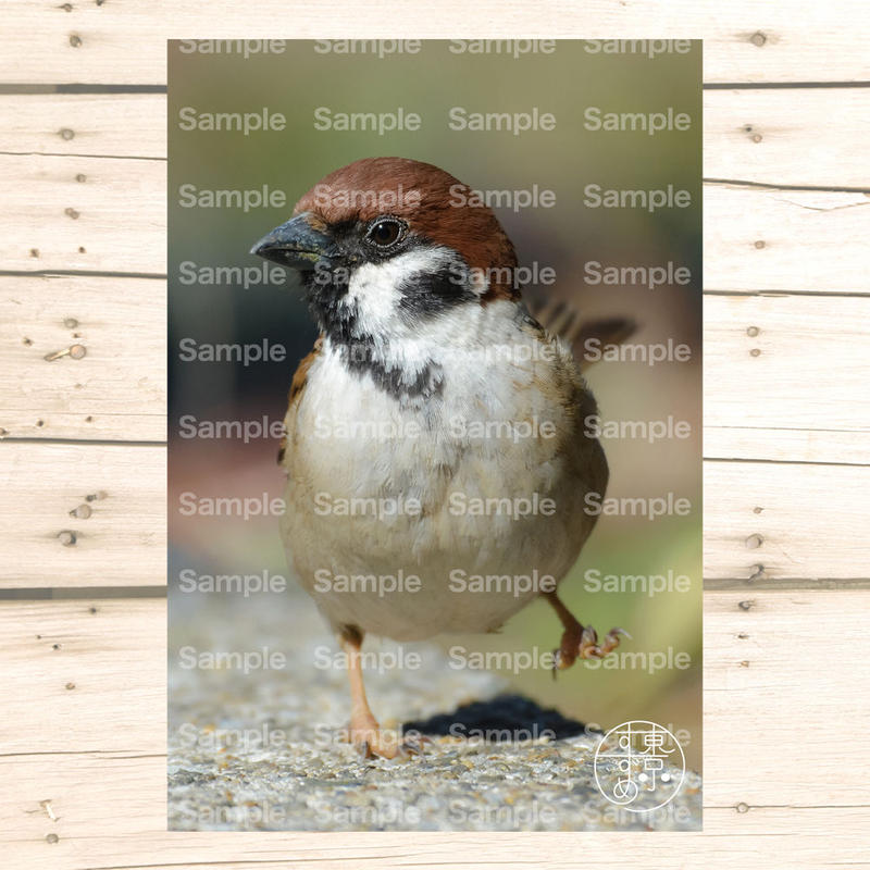 東京すずめ ポストカード Aセット ８枚入り Alive Online Shop