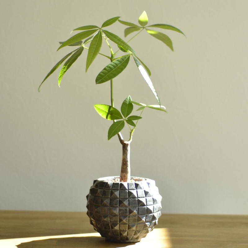 Pina Pot ハイドロカルチャー植木鉢 モルタルポット Lotus Plus