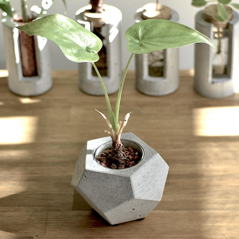 Penta Pot ハイドロカルチャー植木鉢 モルタルポット Lotus Plus Penta Pot ハイドロカルチャー植木鉢 モルタルポット Lotus Plus