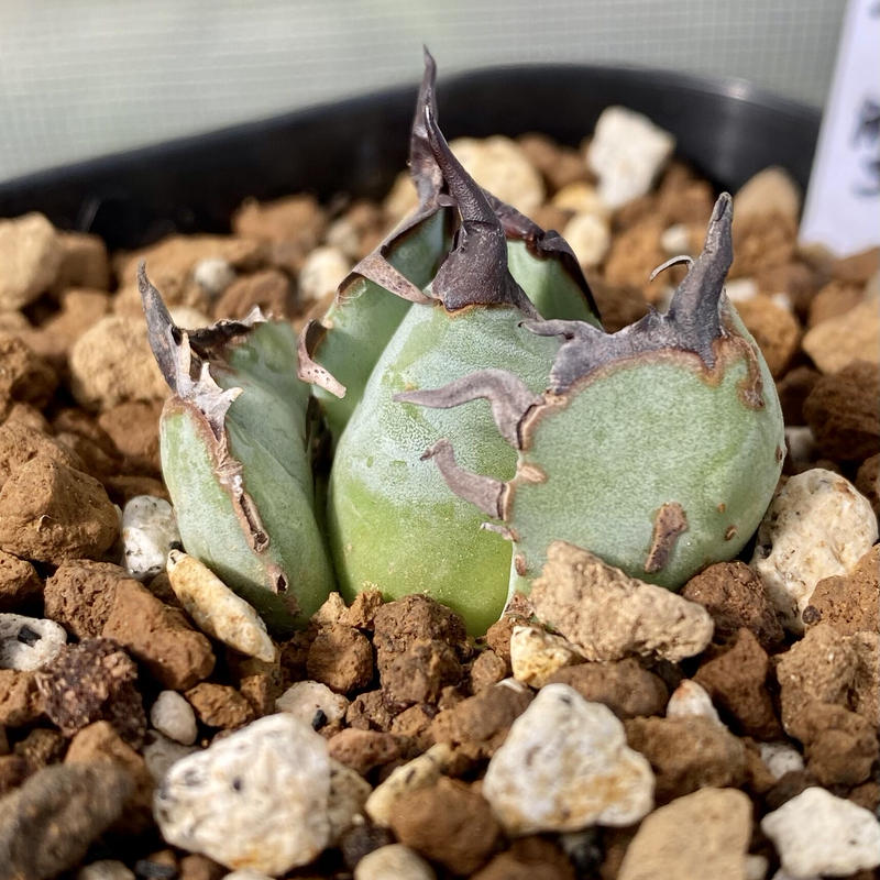 アガベ agave チタノタ titanota 螃蟹 カニ 発根済み子株 | Luck アガベ agave チタノタ titanota 螃蟹 カニ 発根済み子株 | Luck