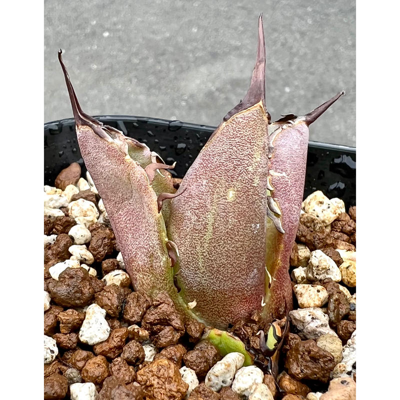アガベ チタノタ 大鋼牙 白排刺 +Fo076 メダカ苔様専用 | www