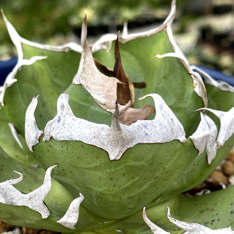 アガベ agave チタノタ titanota 鬼爪 雪峰 発根済み子株 | Lucky