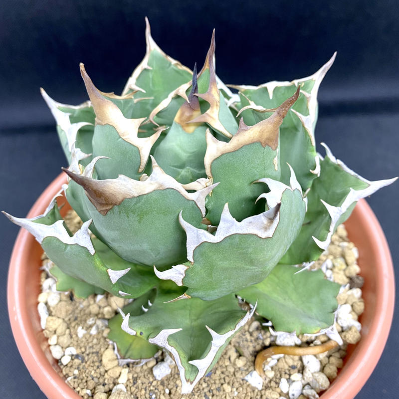 SALE/83%OFF】 Agave titanota '318狂刺' 子株 アガベ チタノタ