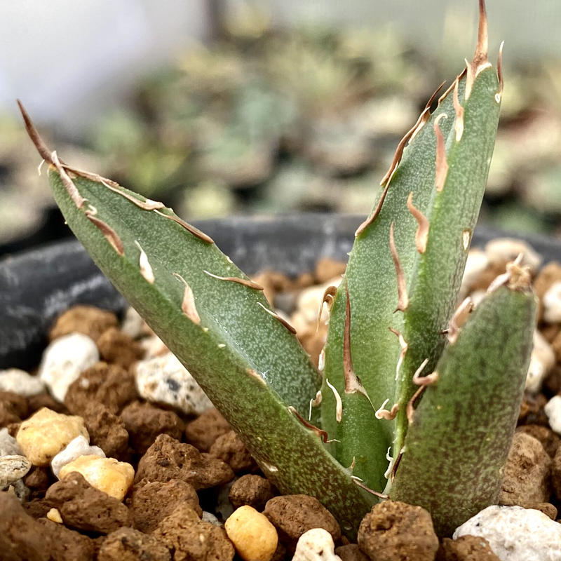 アガベ agave チタノタ titanota 鬼爪 雪峰 発根済み子株 | Lucky