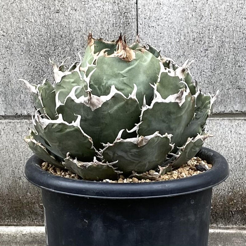 アガベ agave チタノタ 白鯨 25インチ超大株 | Lucky Summer Agave