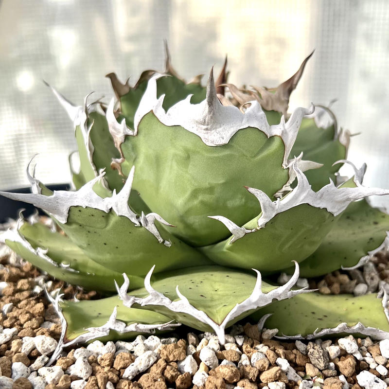 アガベ 多肉植物 チタノタ 羽毛 レア種極上棘美株 Lucky Summer Agave
