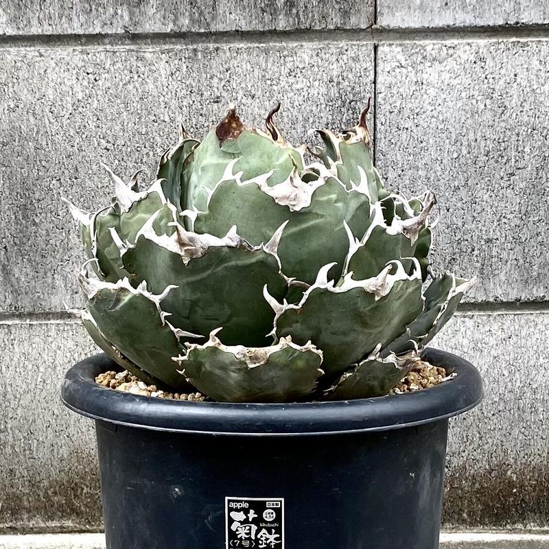 アガベ agave チタノタ 白鯨 25インチ超大株 | Lucky Summer Agave