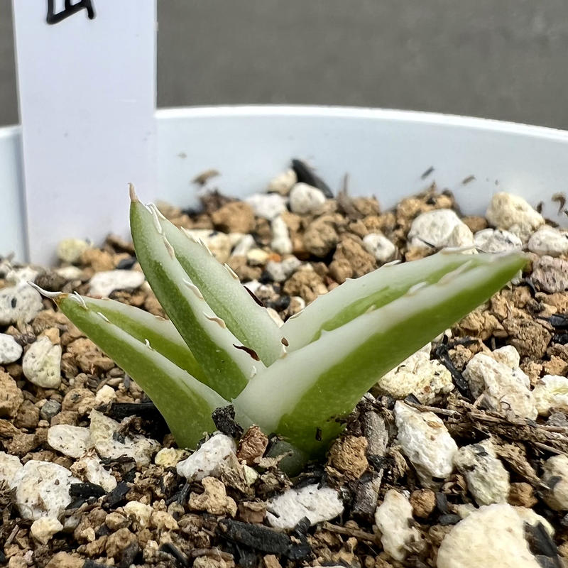期間限定で特別価格 アガベ 氷山 発根済 alamocirugiaplastica.com