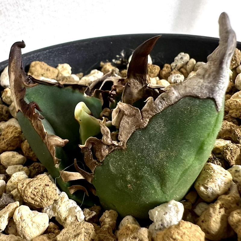 無地・新色登場! 【輸入株】アガベ チタノタ 大鋼牙 白排刺 台湾産