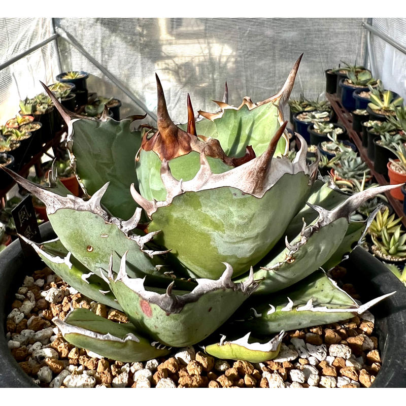 アガベ チタノタ 鳳凰 子株 【公式通販】