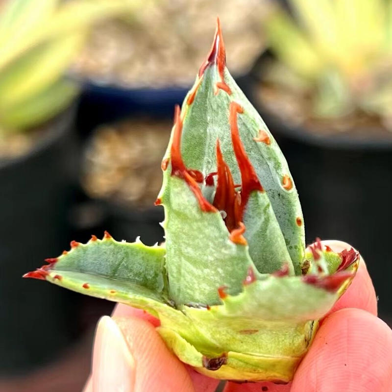 アガベ Agave 妖蟹a型 激レアハイブリッド種 Lucky Summer Agave