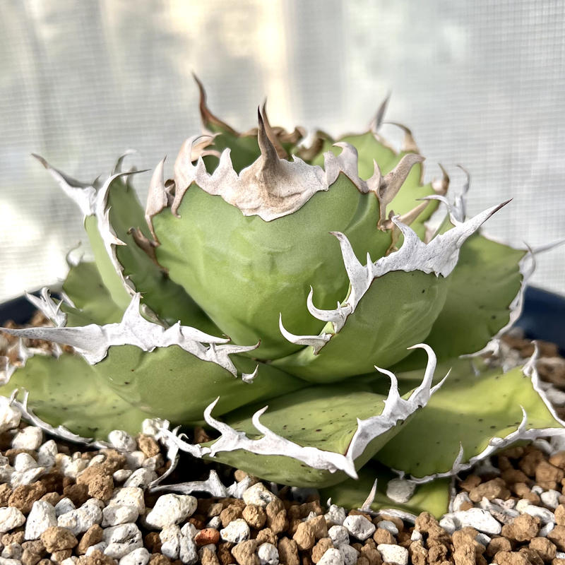 アガベ 多肉植物 チタノタ 羽毛 レア種極上棘美株 Lucky Summer Agave