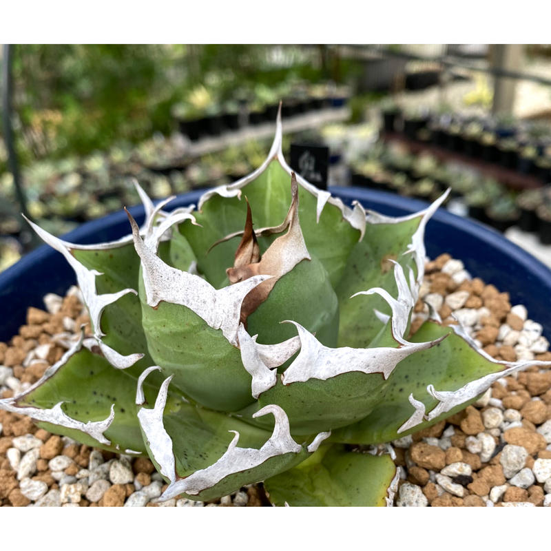 アガベ agave チタノタ titanota 鬼爪 雪峰 大きめサイズ子株 | Luc...