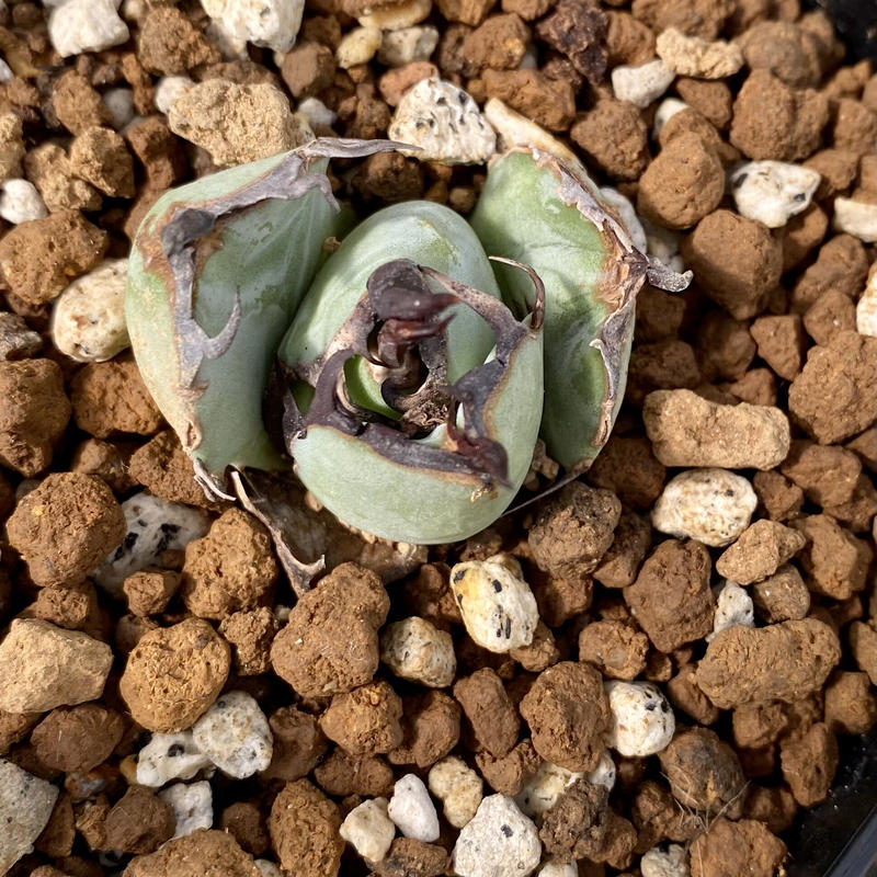 アガベ agave チタノタ titanota 螃蟹 カニ 発根済み子株 | Luck アガベ agave チタノタ titanota 螃蟹 カニ 発根済み子株 | Luck