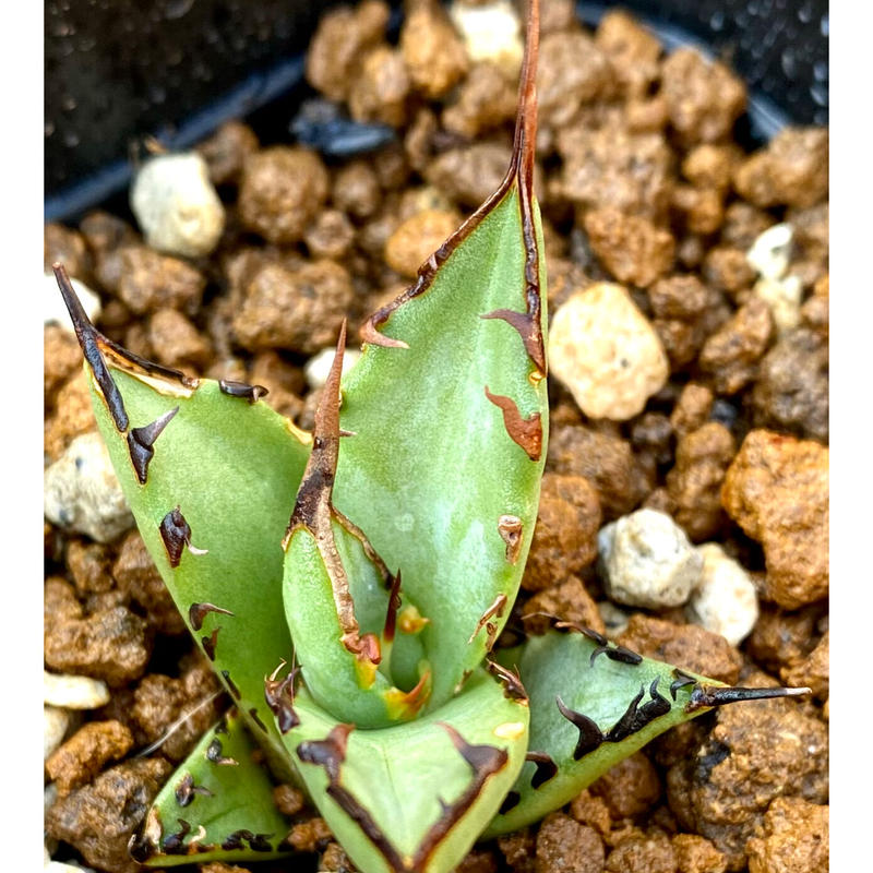 Agave titanota アガベ チタノタ 鳳凰 子株 発根済 Agave titanota アガベ チタノタ 鳳凰 子株 発根済