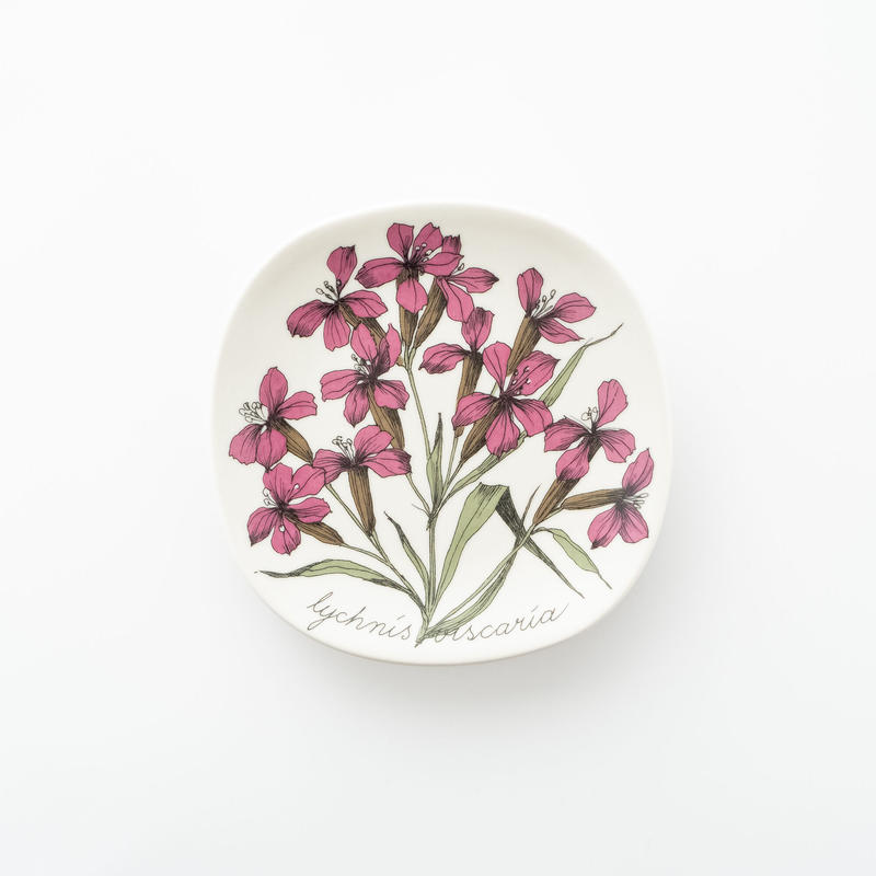 Botanica 25 リクニス ビスカリア Lychnis Viscaria Lum