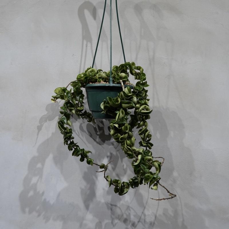 ホヤカルノーサ コンパクタ Hoya Carnosa Compacta Green