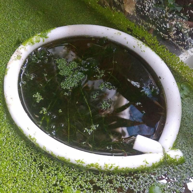 メダカ 餌やりわっか ちゃぶ工房