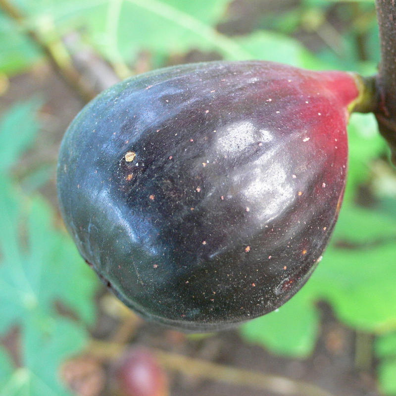 希少イチジク苗 アビク（ Abicou） 2年生 人気品種