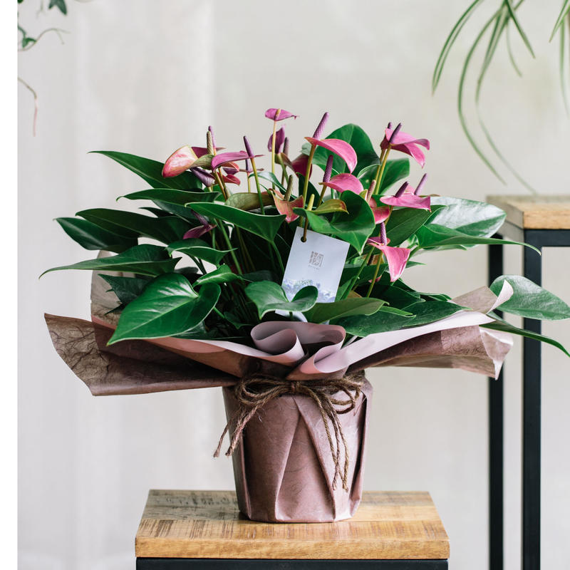 鉢物 アンスリウム パープル Musubu