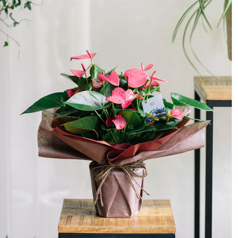 鉢物 アンスリウム ピンクレッド Musubu