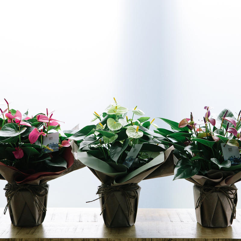 鉢物 アンスリウム ピンクレッド Musubu