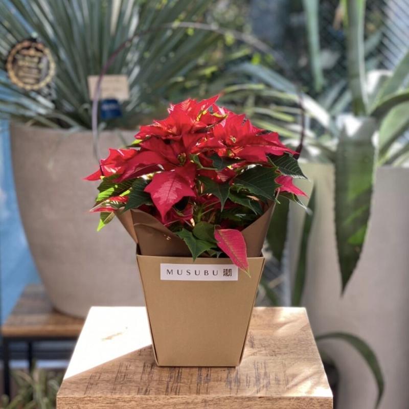 ポインセチア アイスパンチ Musubu