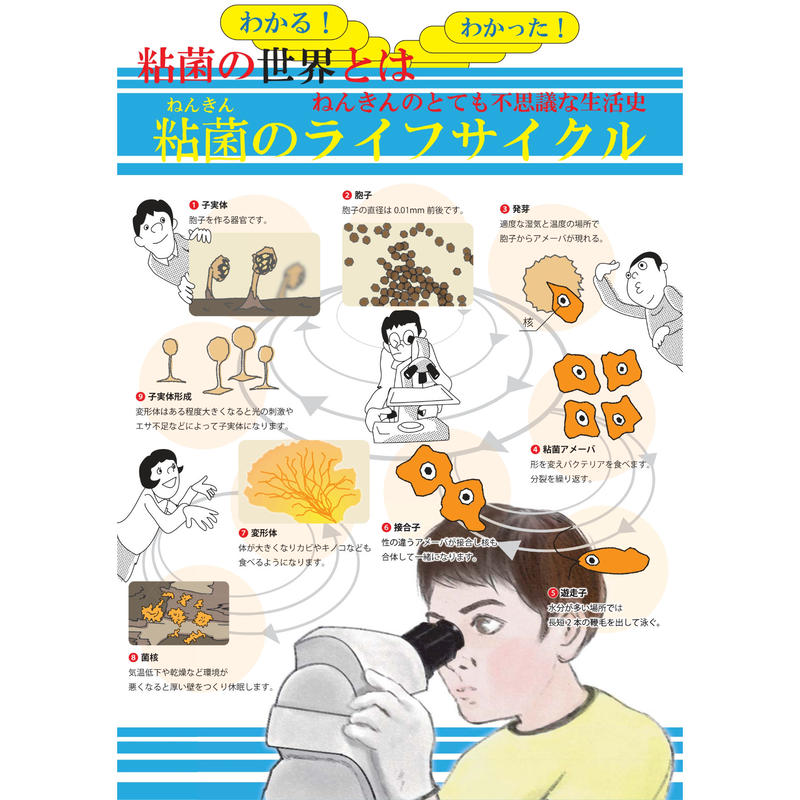 ねんきんのほんセット 書籍ねんきんのほん マンガ 粘菌ロンと楠公少年 粘菌観察ノート A3ポ