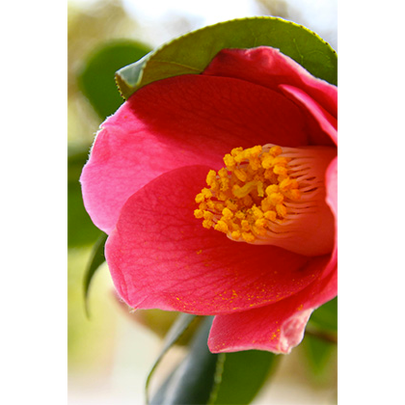 化粧品 椿ラベンダーオイル 100ml オーガニック 無添加 乾燥の季節に最適