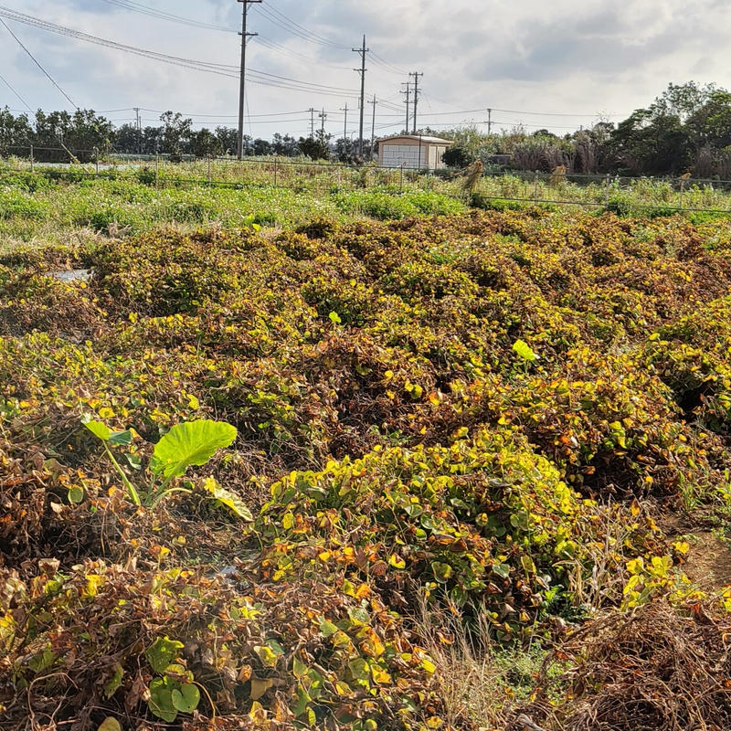 宮古島産 琉球自然薯 クーガ芋 1kg 送料込 宮古島マルシェ Manna