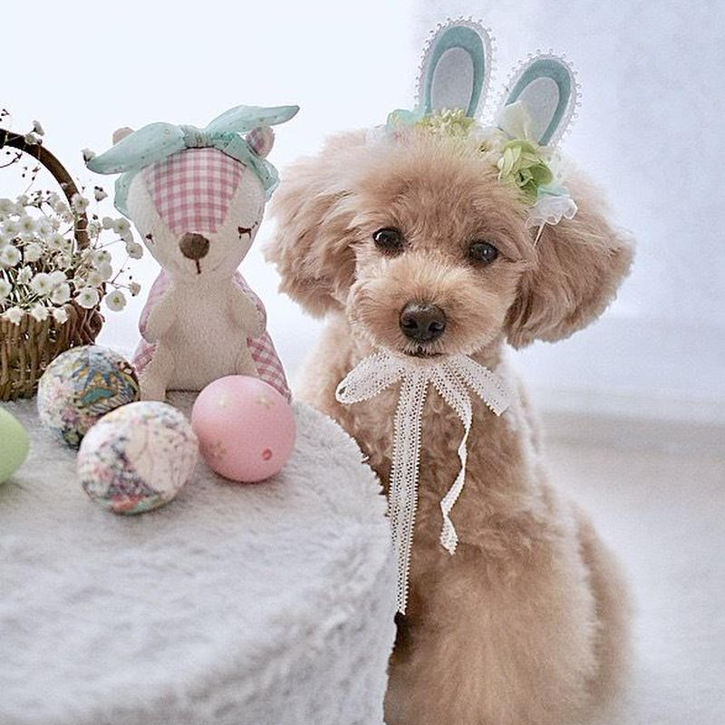 限定 プレミアム イースターバニーヘアアクセサリー M Rihana