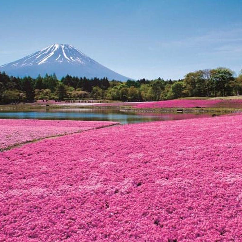 1763 ピンク色 いろ の 芝生 しばふ 富士 ふじ 芝桜 しばざくら まつり の 1763 ピンク色 いろ の 芝生 しばふ 富士 ふじ 芝桜 しばざくら まつり の