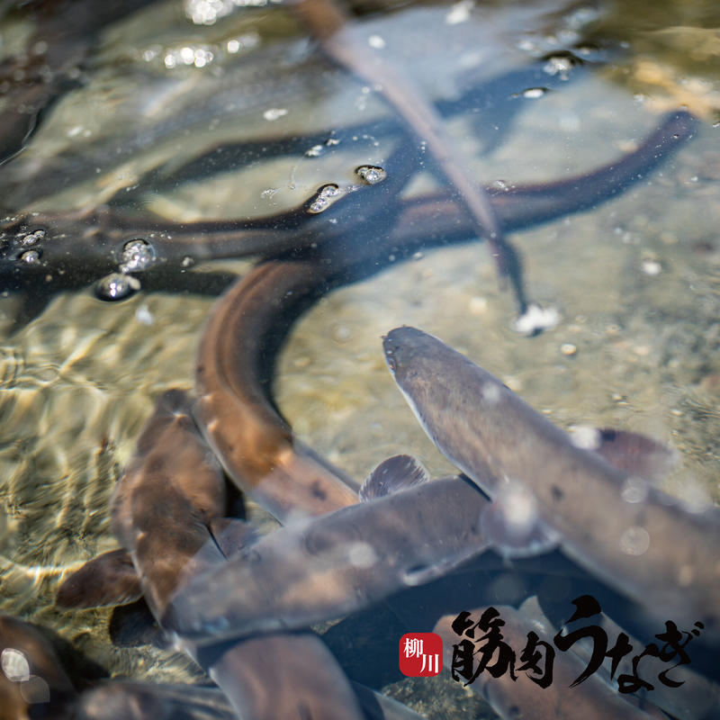 柳川筋肉うなぎレジェンド 素焼き1尾 簡易包装 1尾250g以上 Matsuo