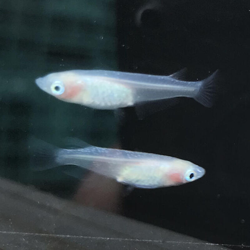 紅ほっぺメダカ 白透明鱗メダカ 成魚2ペア 元気めだ係 Company
