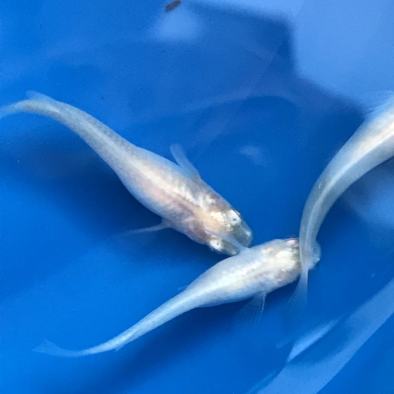 きれいな白めだか成魚匹 選別なし 元気めだ係 Company