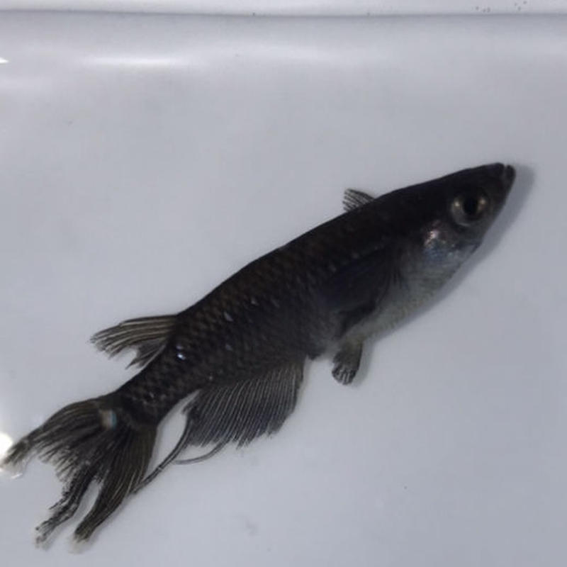 ブラックスワローメダカ若魚リーズナブル10 匹 体長約1cm 元気めだ係 Company
