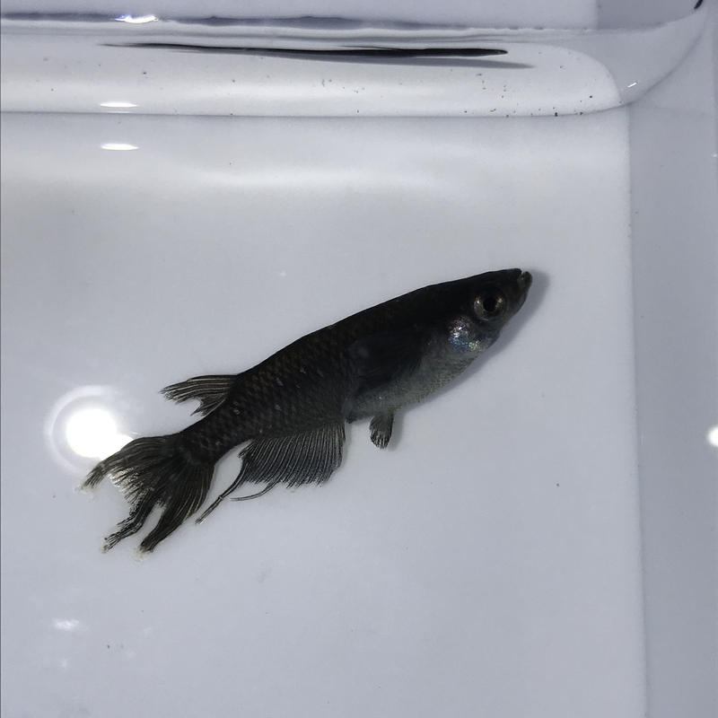ブラックスワローメダカ若魚リーズナブル10 匹 体長約1cm 元気めだ係 Company