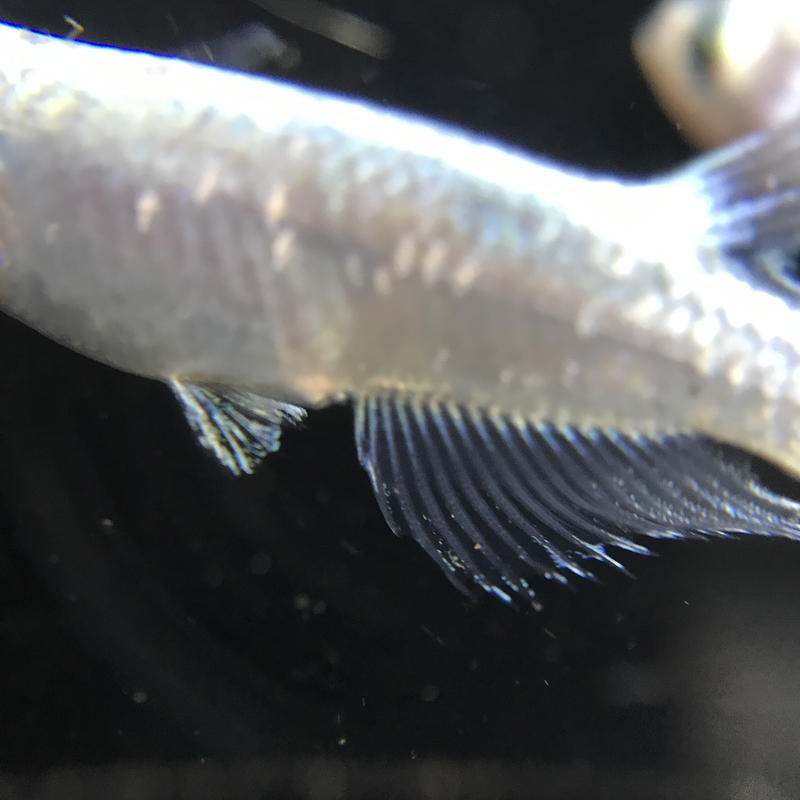 中里様フルボディ幹之tsメダカｆ1個体約1cm若魚10 匹 元気めだ係 Company