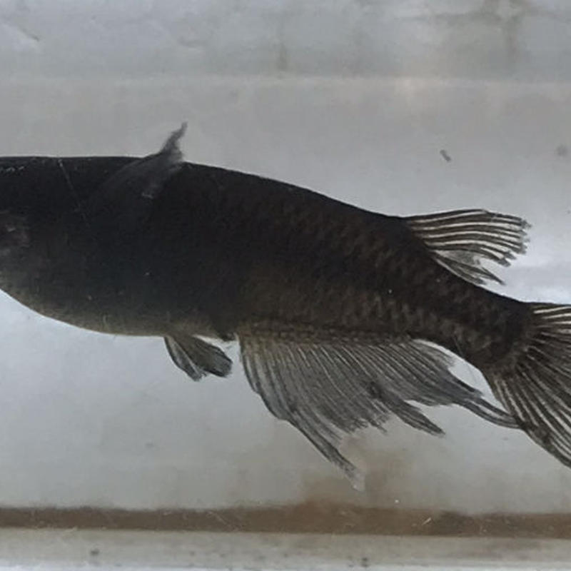 ブラックスワローメダカ若魚リーズナブル10 匹 体長約1cm 元気めだ係 Company